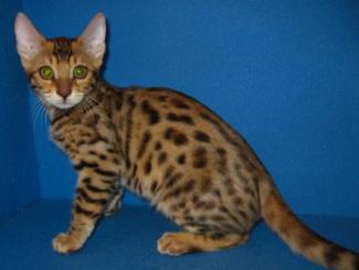 Bengal Kitten brown-spotted male available for sale, San Diego, CA