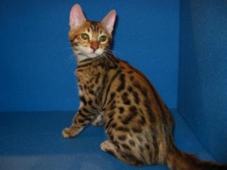 Bengal kitten brown-spotted male, For sale in San Diego, CA