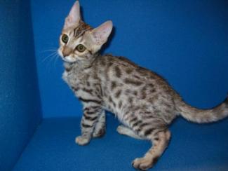 Bengal kitten Silver-spotted male, for sale in San Diego, CA