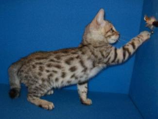 Bengal kitten Silver-spotted male, for sale in San Diego, CA