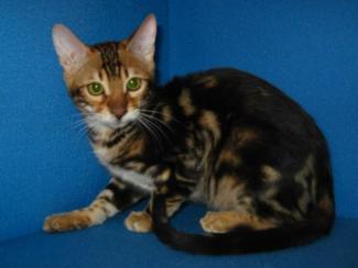 Bengal Kitten brown-marble male available for sale, San Diego, CA