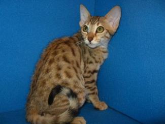 Savannah cat spotted female for sale San Diego, CA