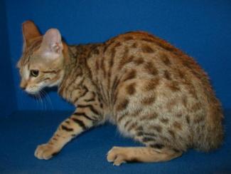 Bengal Kitten brown-spotted female available for sale, San Diego, CA