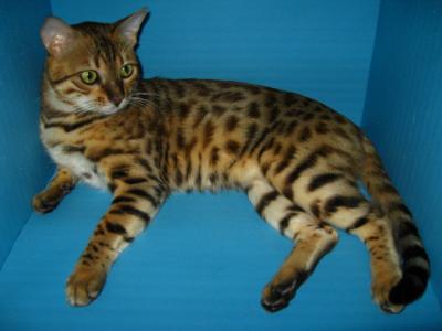 Cavali    Bengal Cat Stud