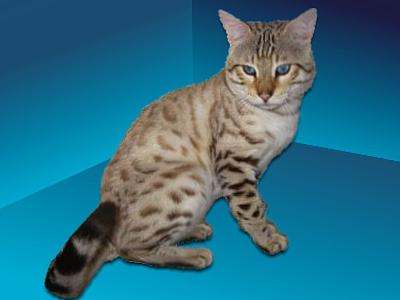 Azurre   Bengal Cat Stud